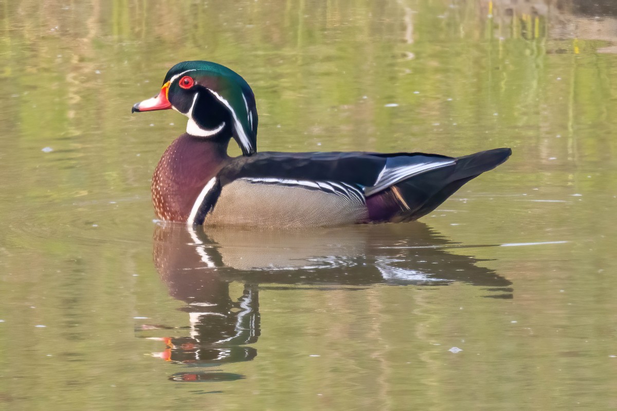 מנדרין אמריקני - ML573630871