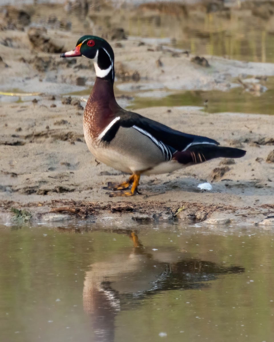 מנדרין אמריקני - ML573630881