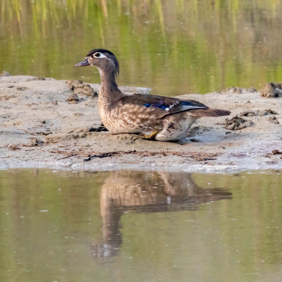 מנדרין אמריקני - ML573630891