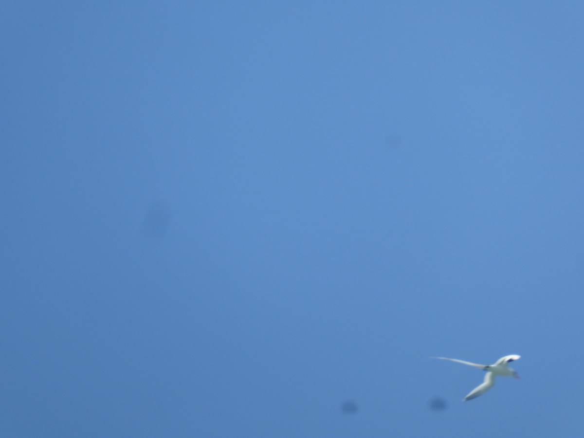 White-tailed Tropicbird - ML57363091