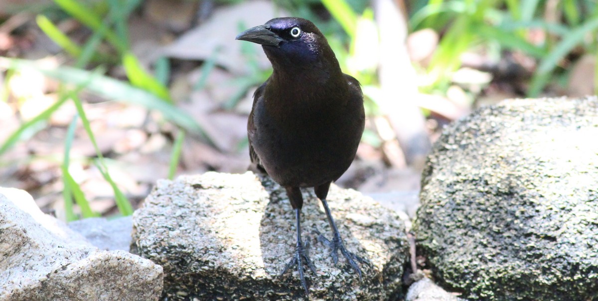 Common Grackle - ML57363101