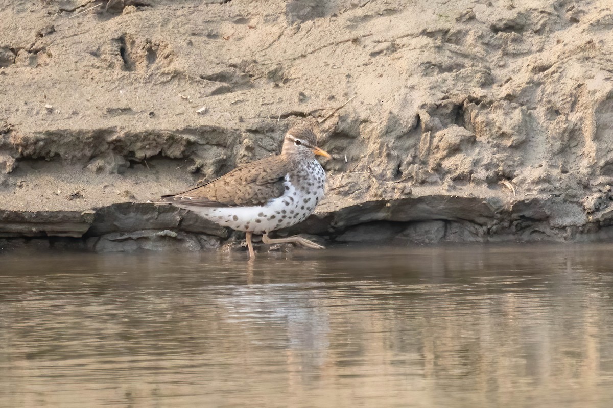 ביצנית נקודה - ML573631041