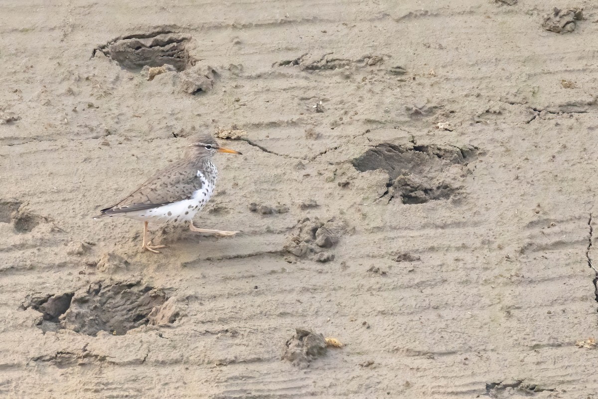 ביצנית נקודה - ML573631061