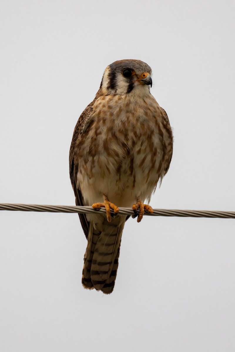 בז אמריקני - ML573631201