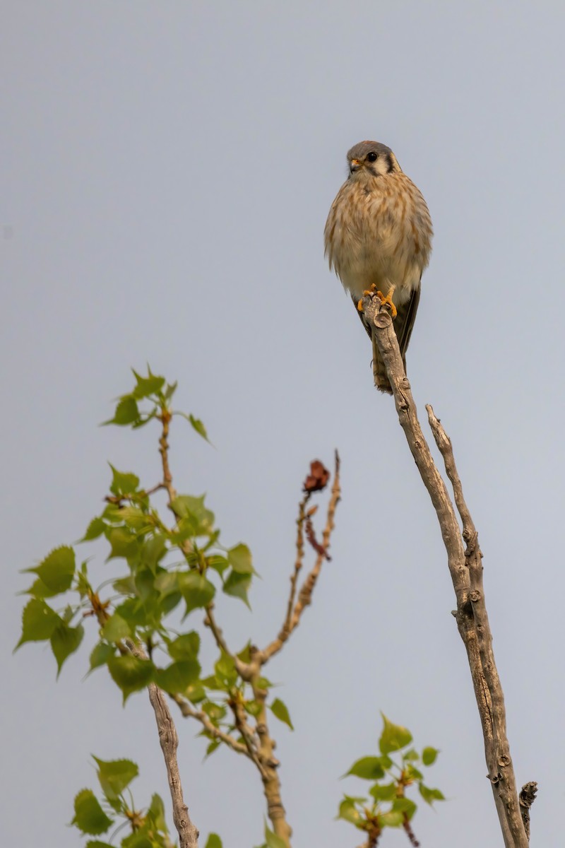 בז אמריקני - ML573631211