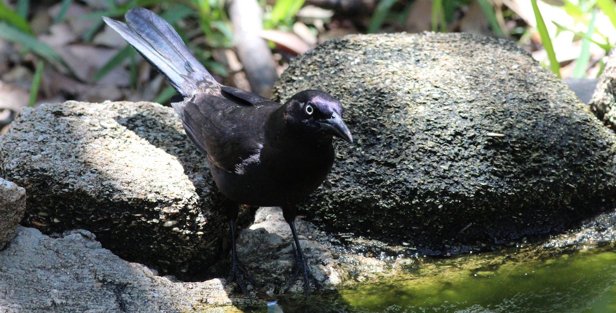 Common Grackle - ML57363131