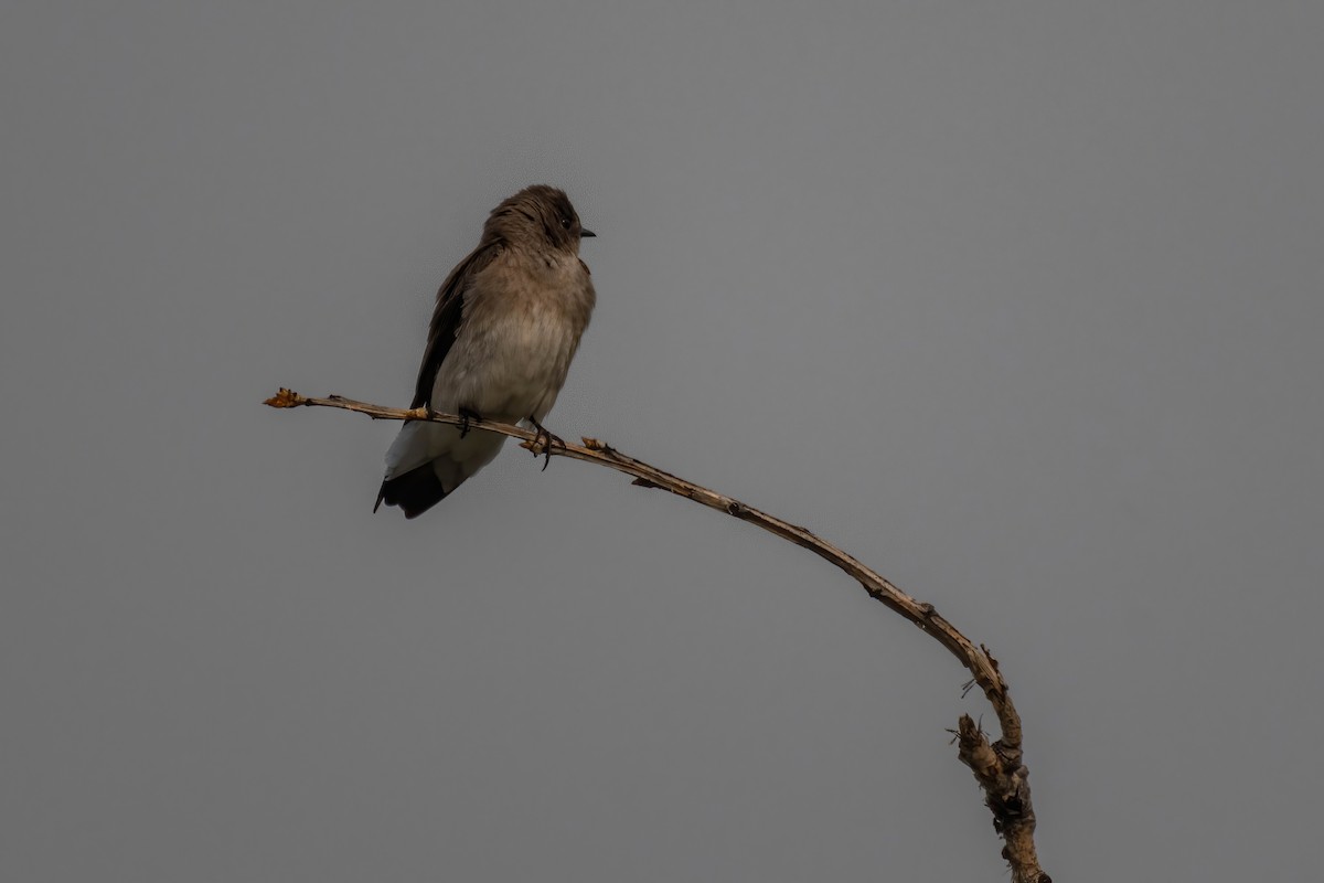 Northern Rough-winged Swallow - ML573631421