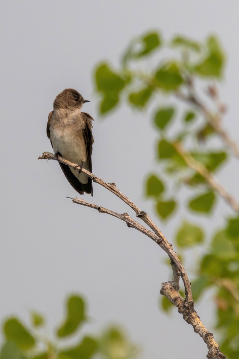 Northern Rough-winged Swallow - ML573631431