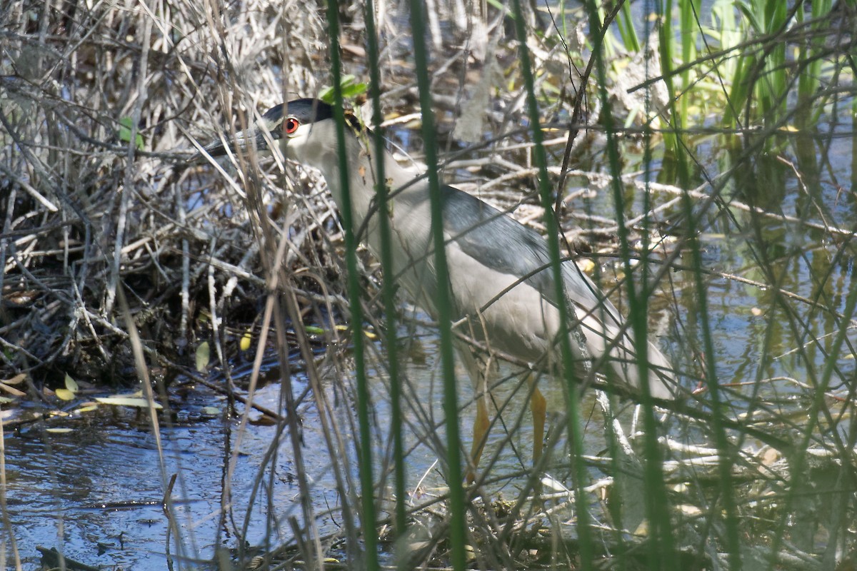 Black-crowned Night Heron - ML573631621