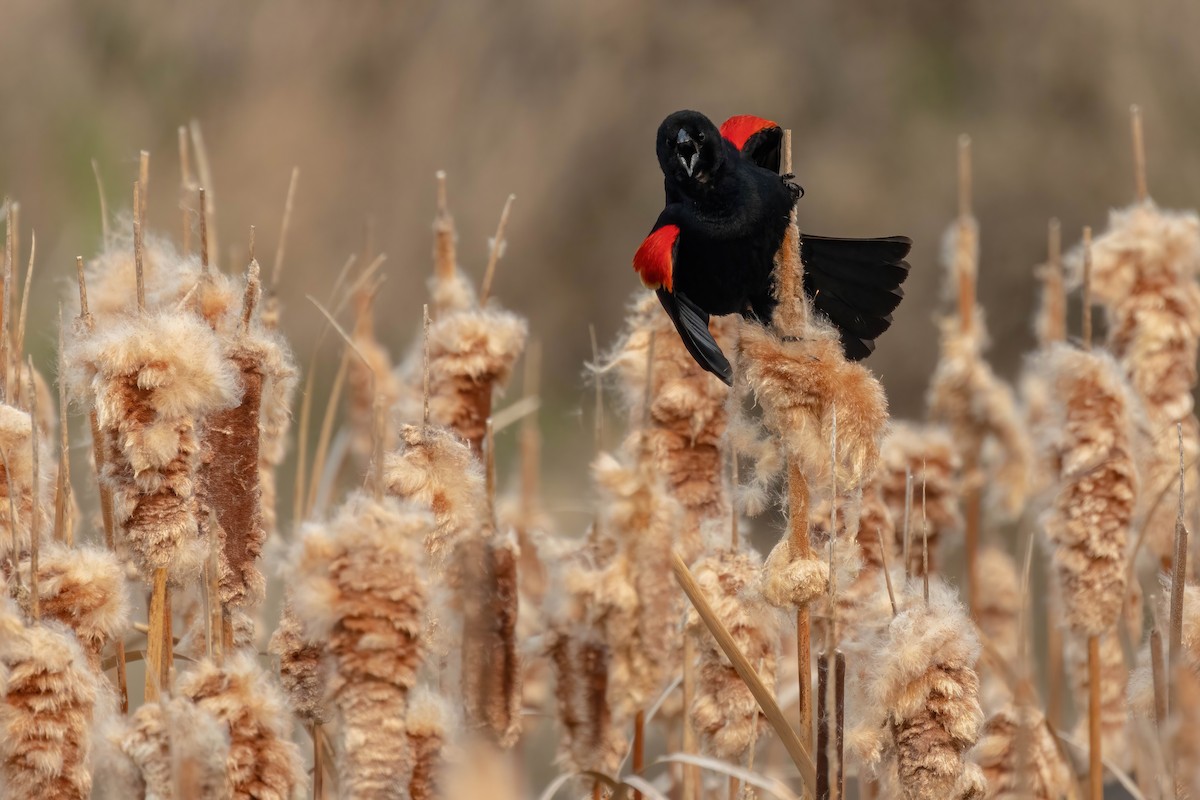 שחרורית אדומת-כנף - ML573631681