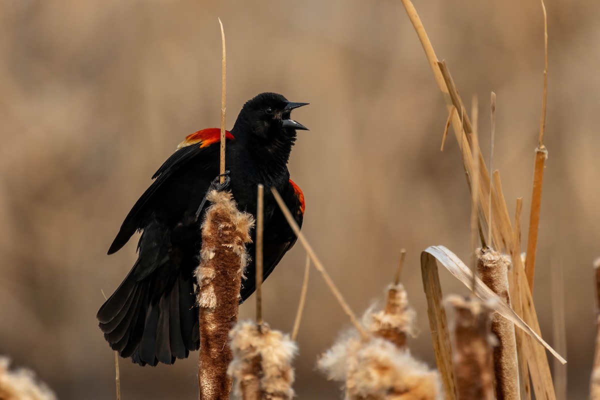שחרורית אדומת-כנף - ML573631691
