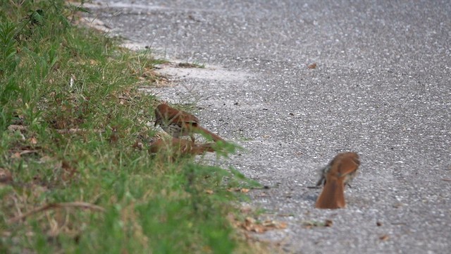 Brown Thrasher - ML573632051