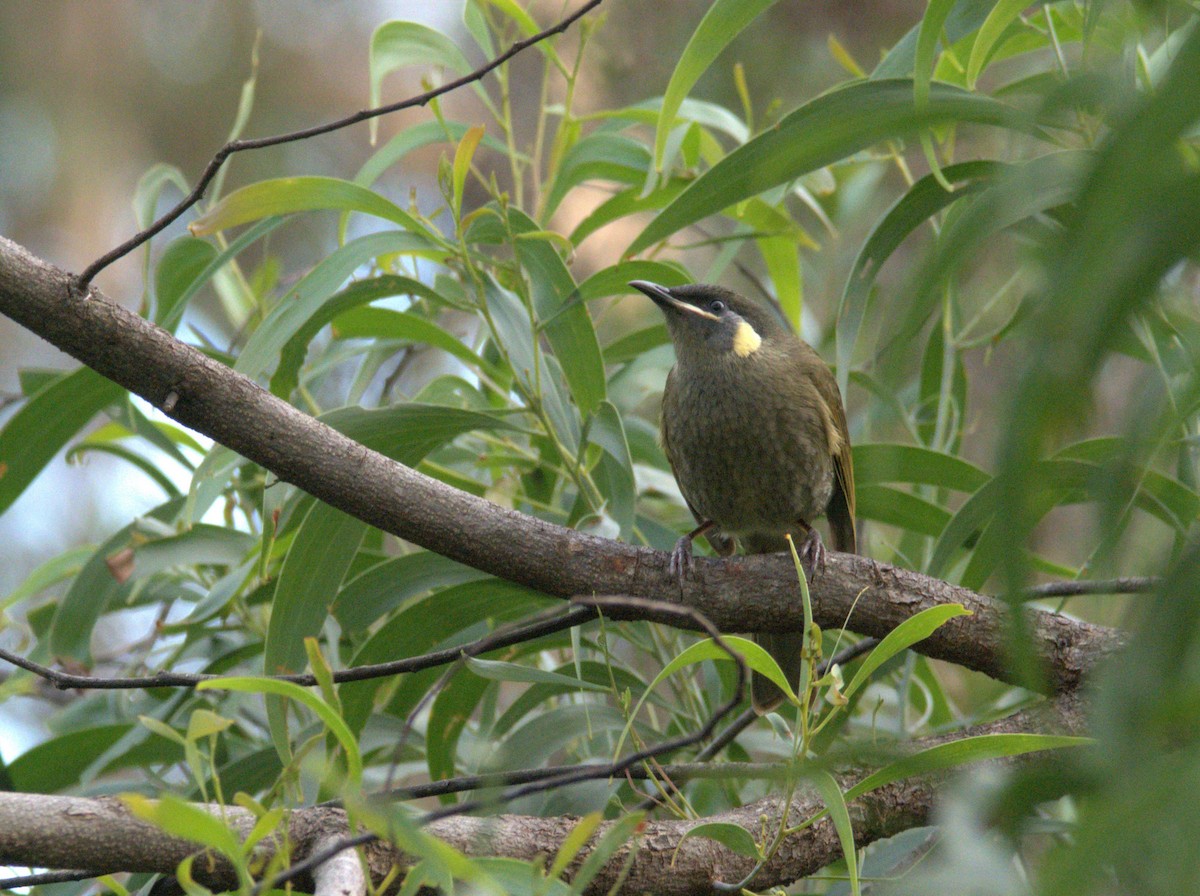 Lewin's Honeyeater - hannah deau