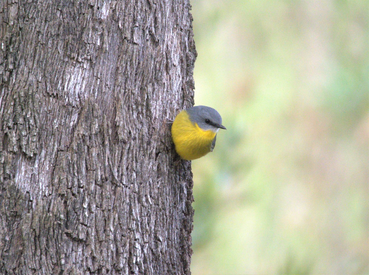 Eastern Yellow Robin - hannah deau