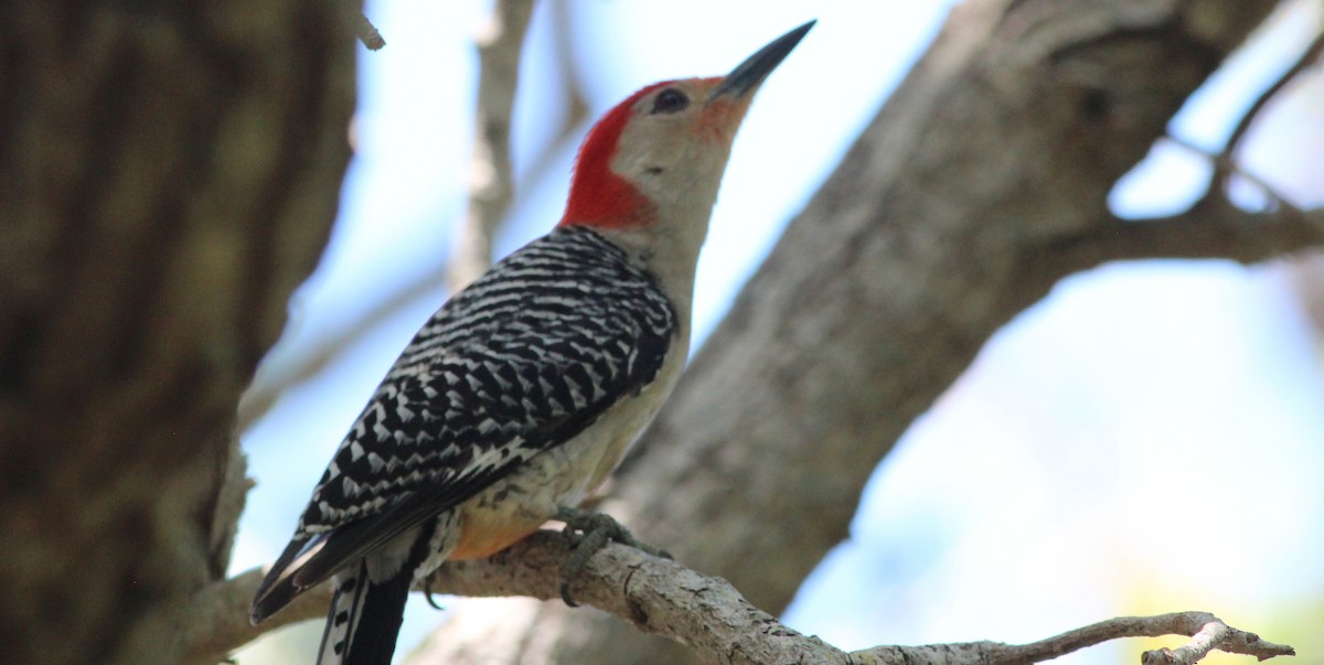 Red-bellied Woodpecker - ML57363231