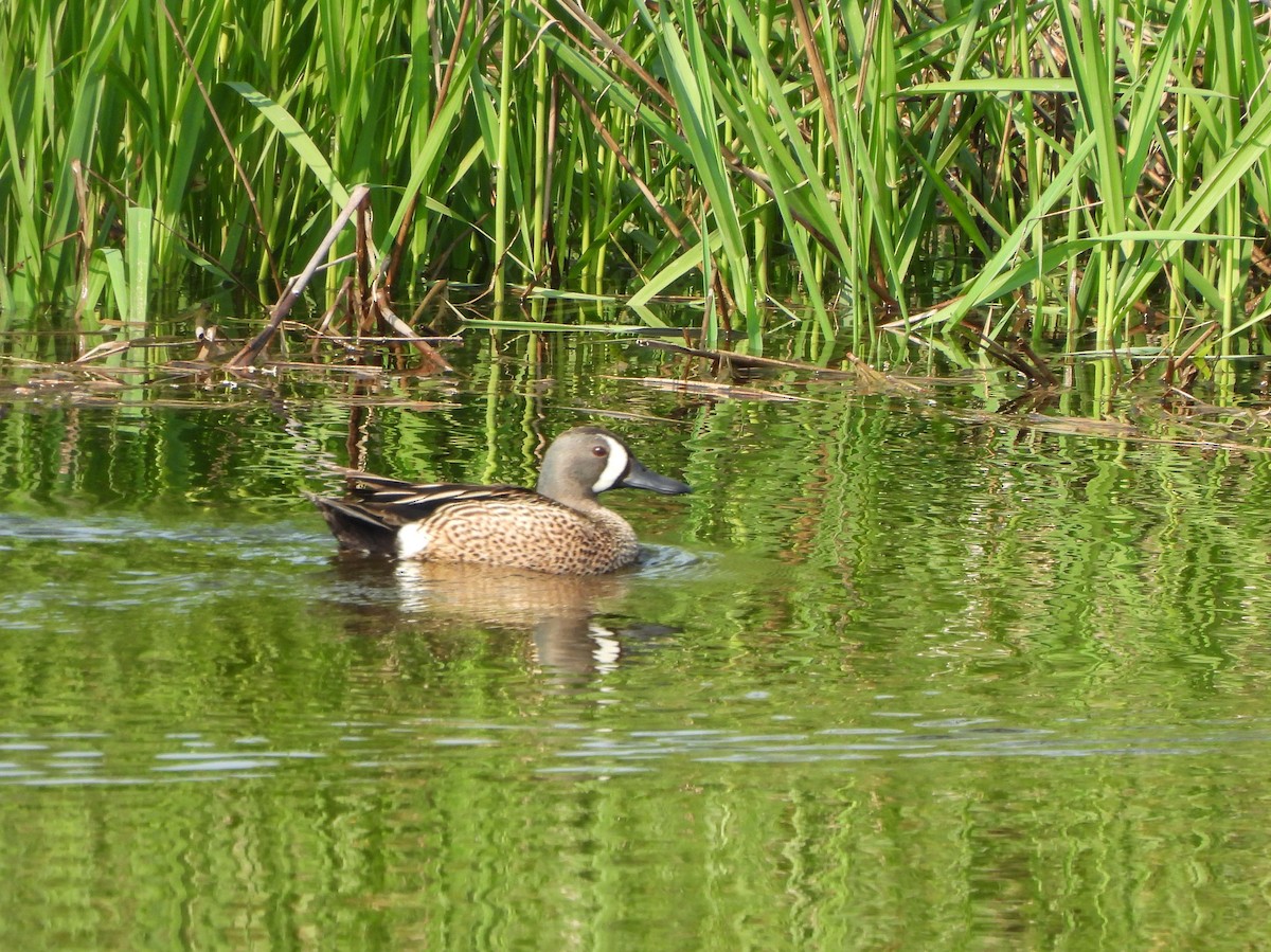 Blue-winged Teal - ML573634551