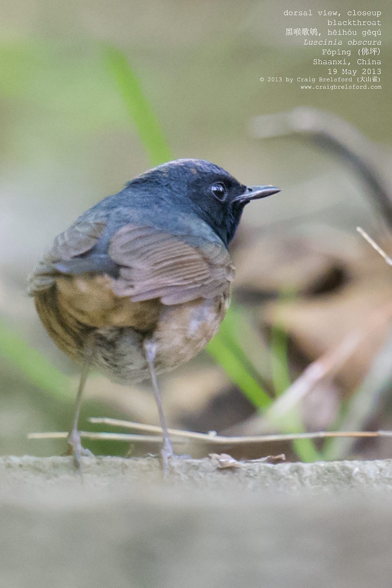 Blackthroat - Craig Brelsford