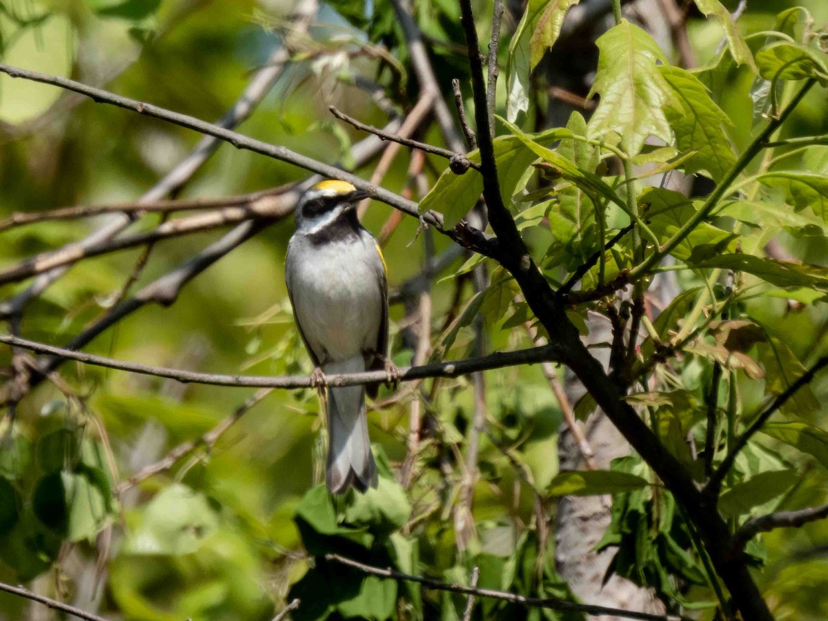 Golden-winged Warbler - ML573637071