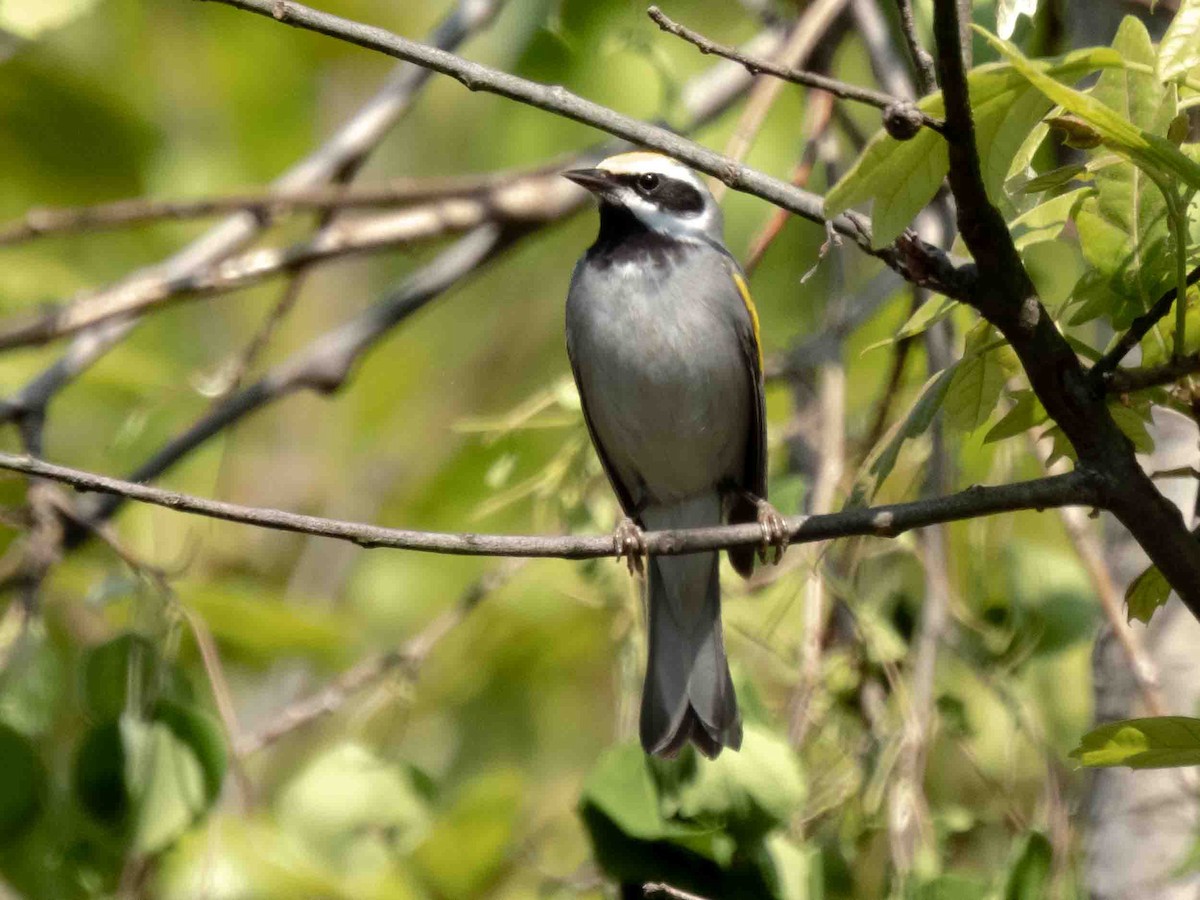 Golden-winged Warbler - ML573637081