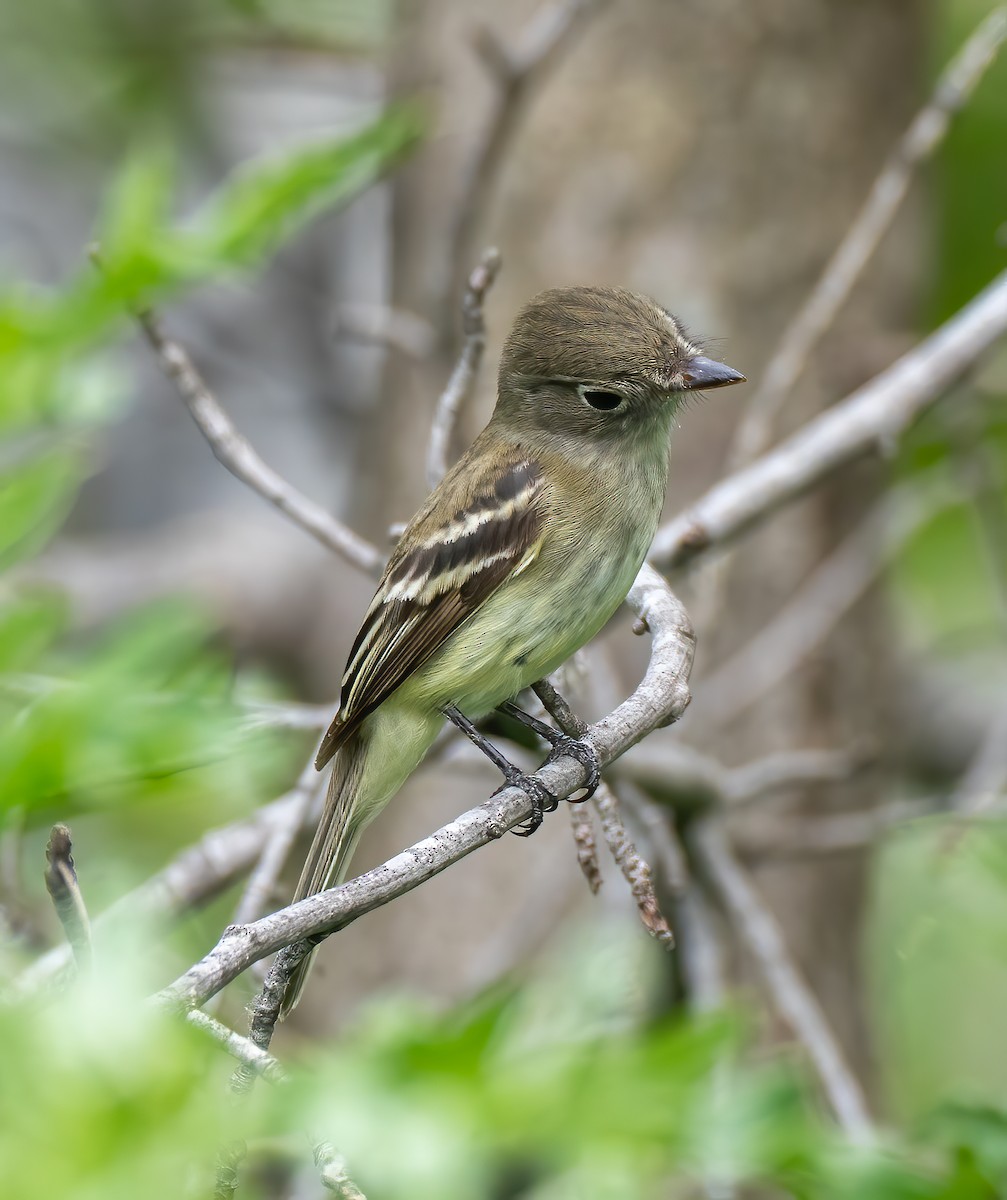 Moucherolle tchébec - ML573638271
