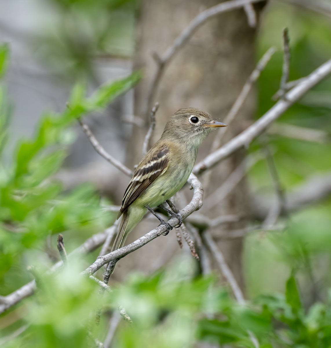 Moucherolle tchébec - ML573638381