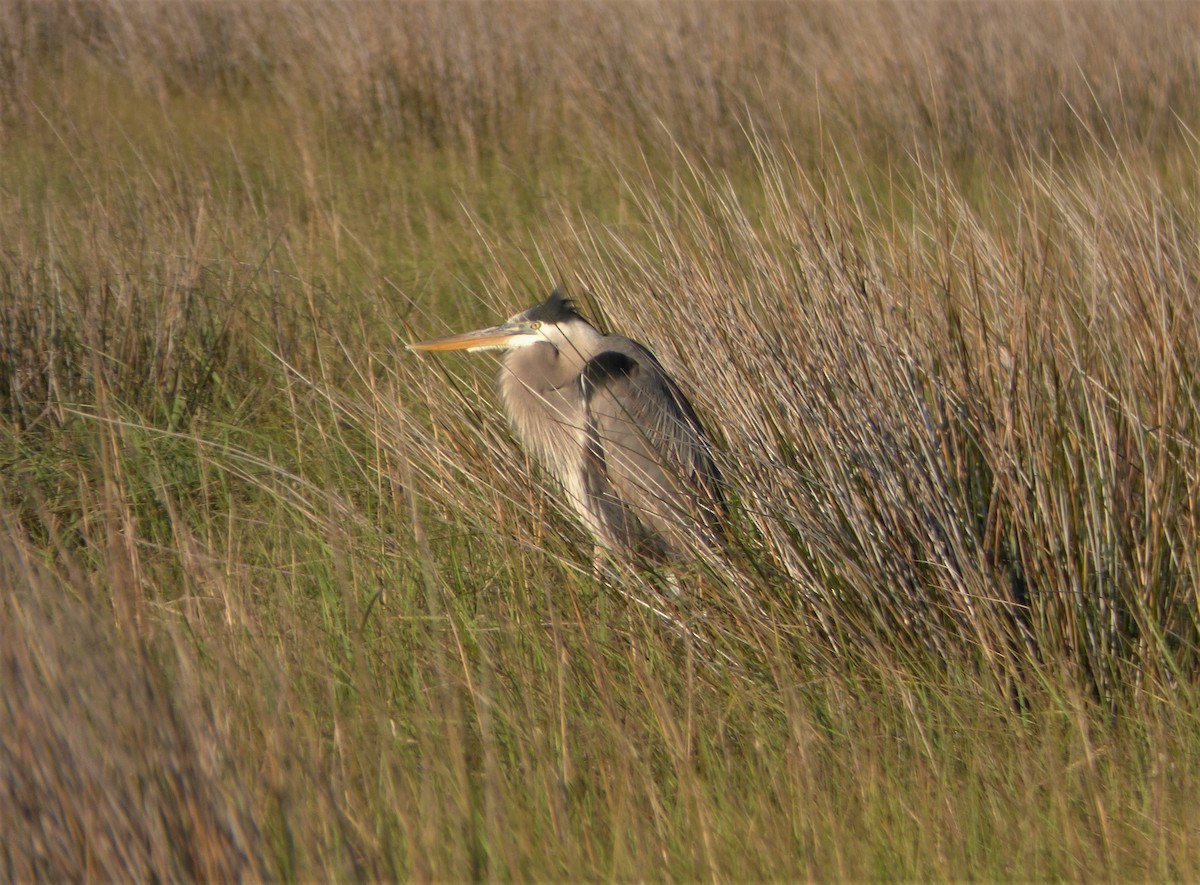 Great Blue Heron - ML57363901