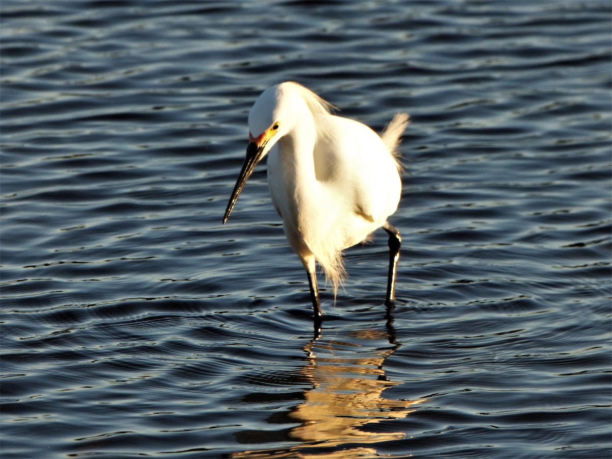 Snowy Egret - ML57363981