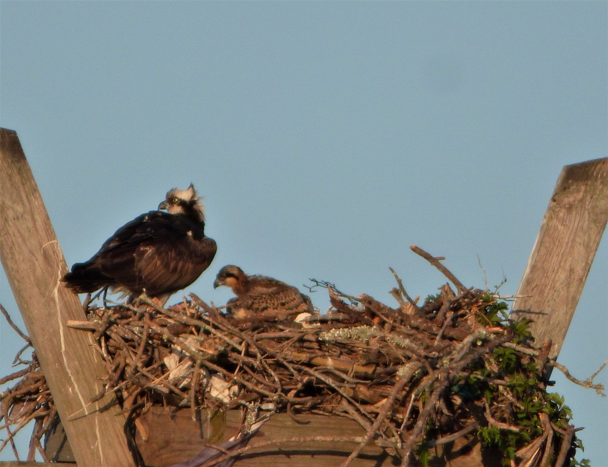 Osprey - ML57363991