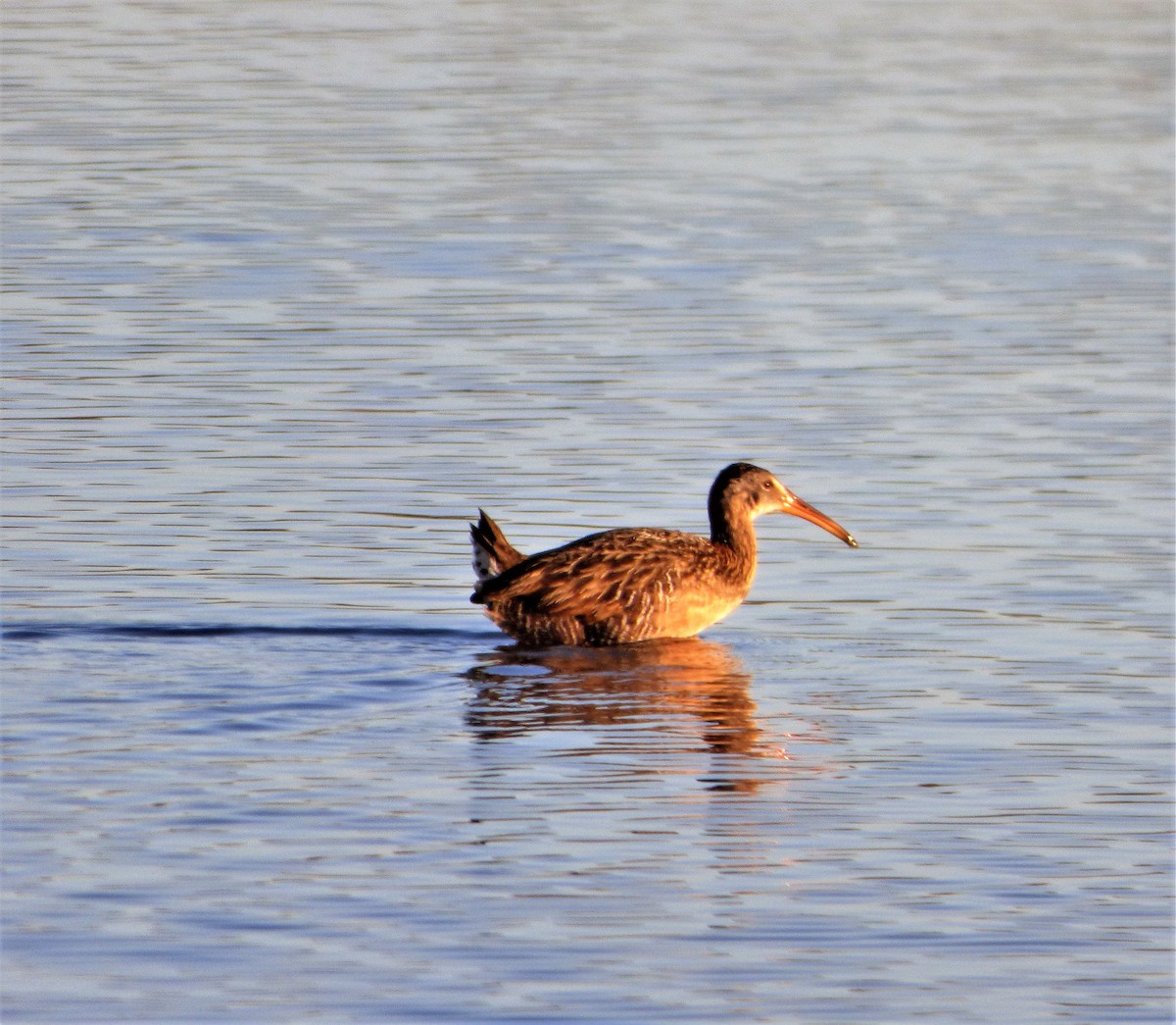 Clapper Rail - ML57364031