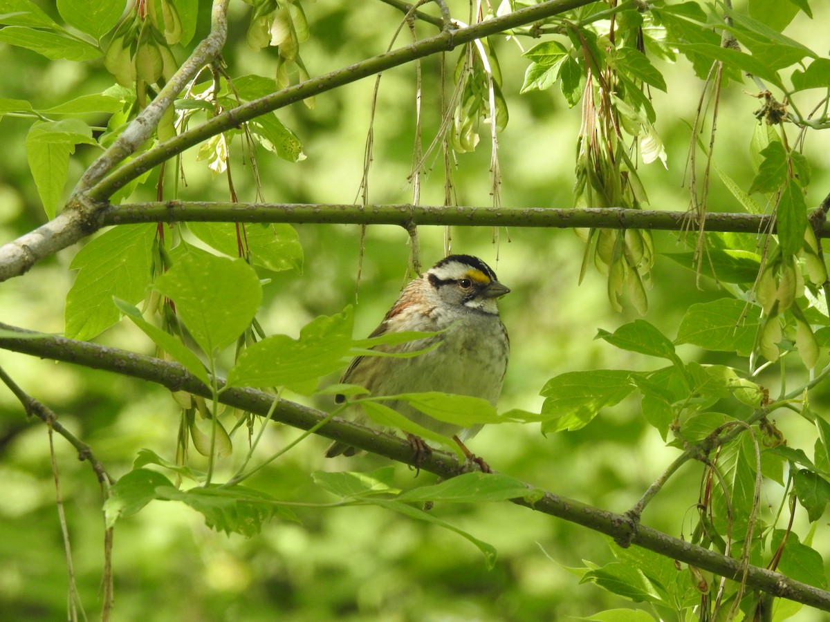 White-throated Sparrow - ML573641491
