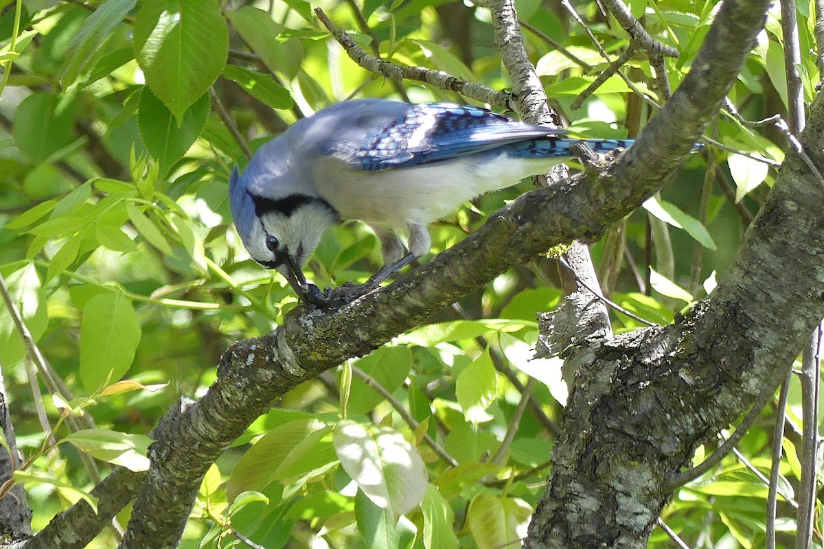 Blue Jay - ML573643131