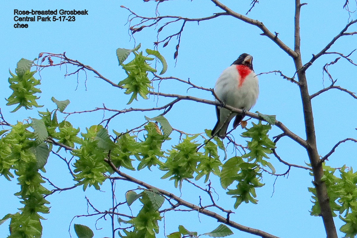 Rose-breasted Grosbeak - ML573643691