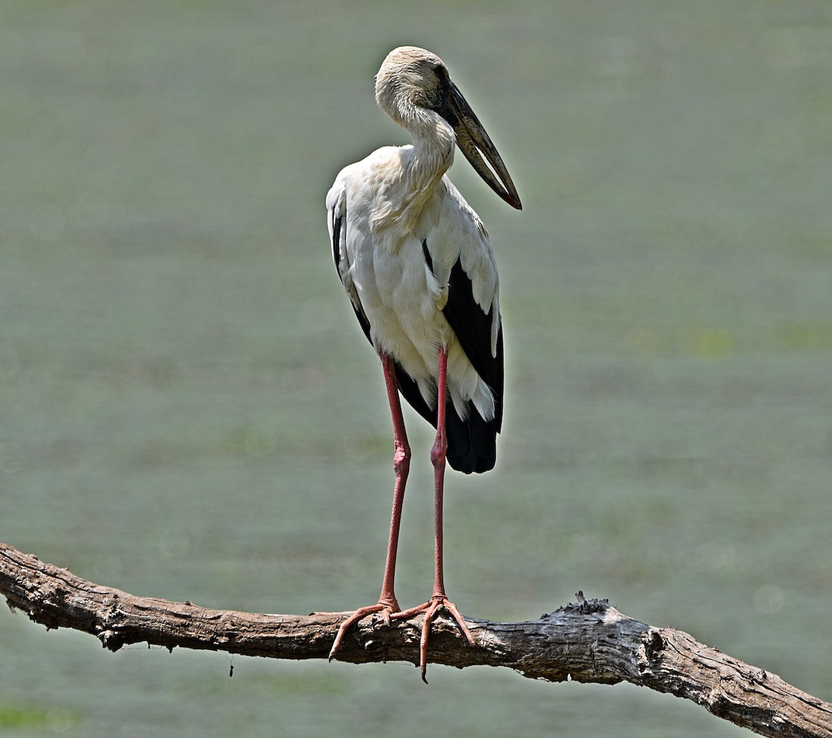 Asian Openbill - ML573644371