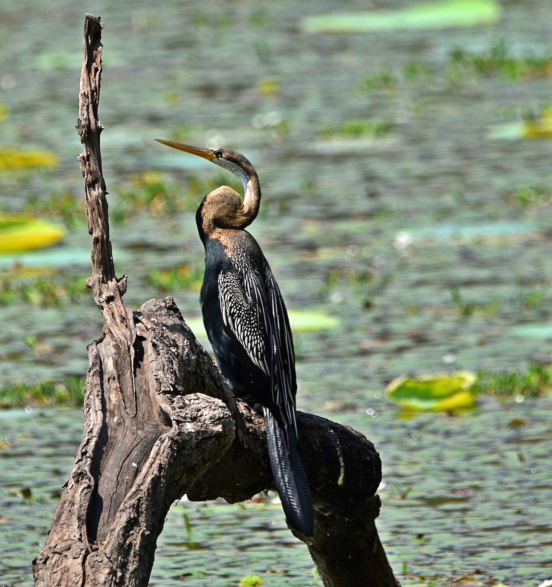 Oriental Darter - ML573644661