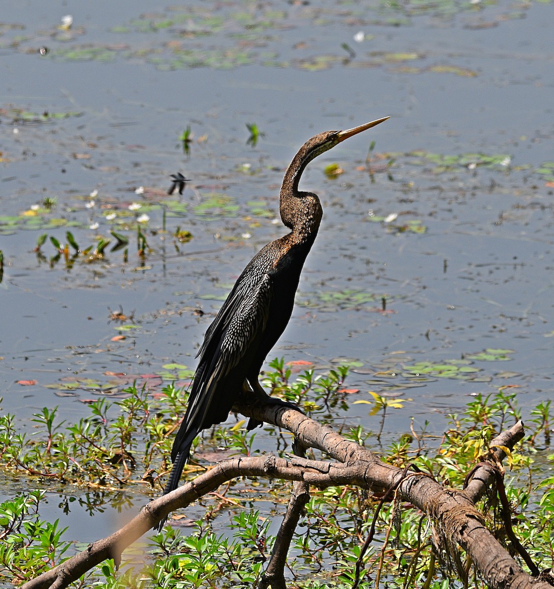 Oriental Darter - ML573644671