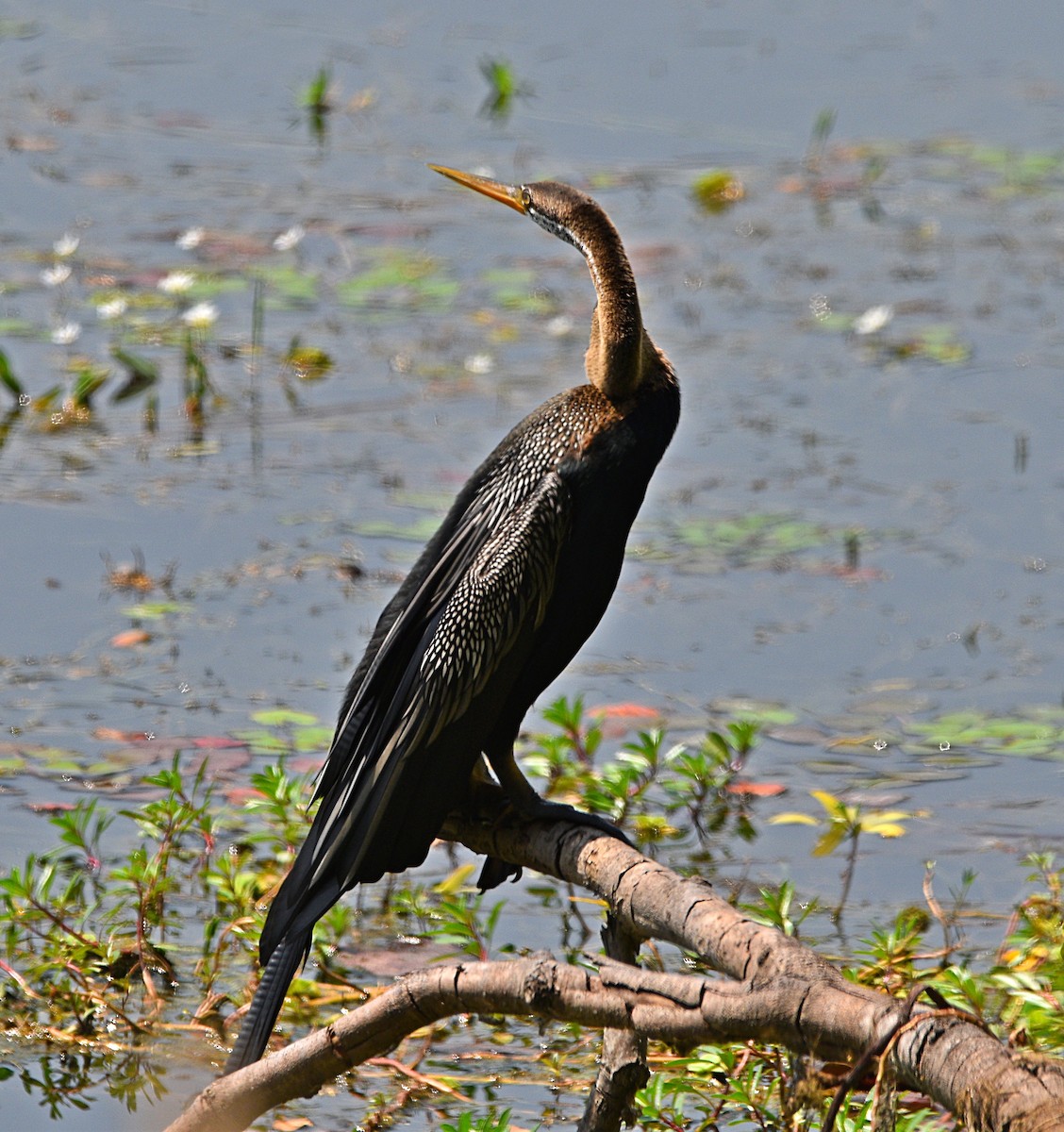 Oriental Darter - ML573644681