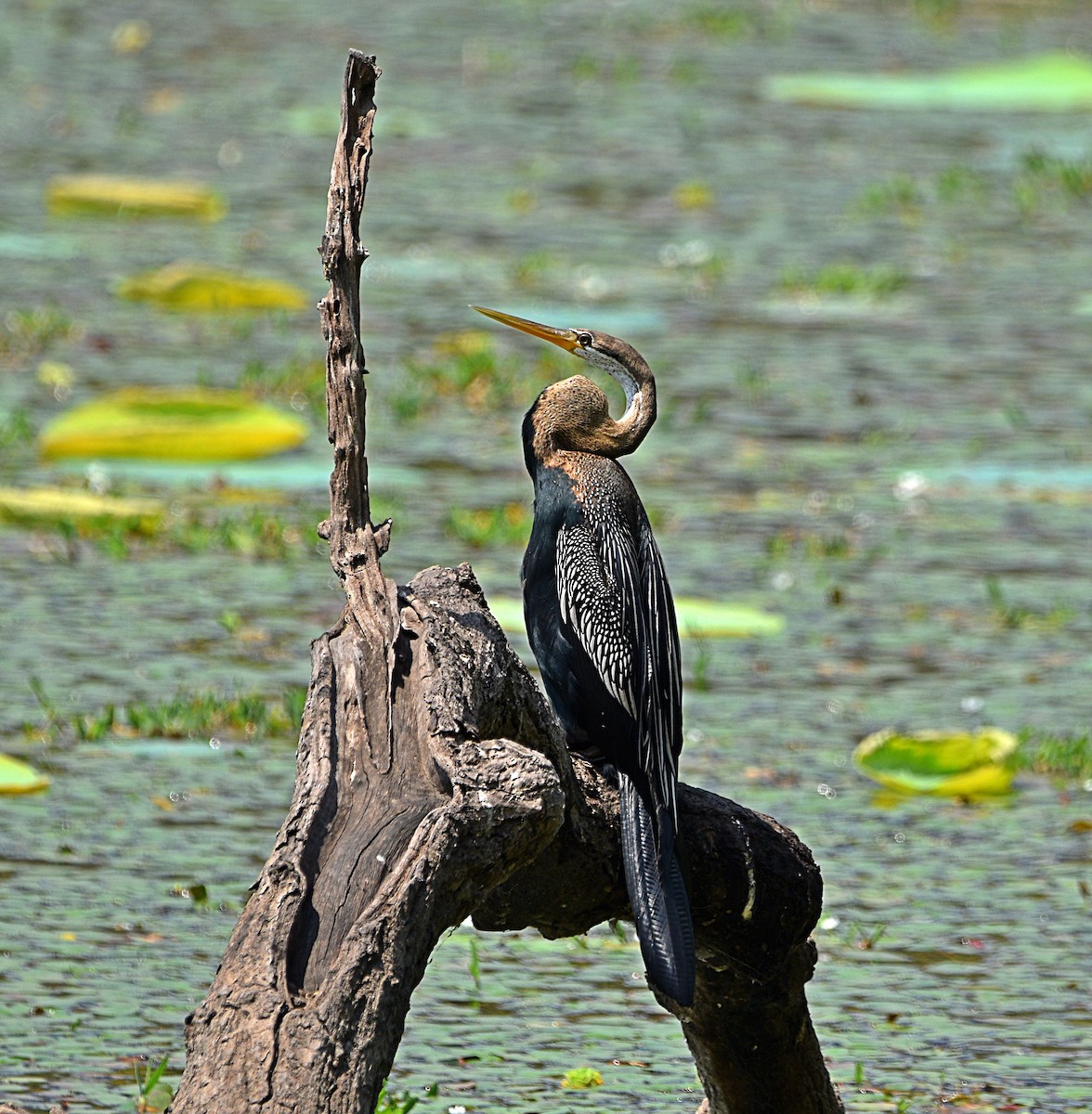 Oriental Darter - ML573644701