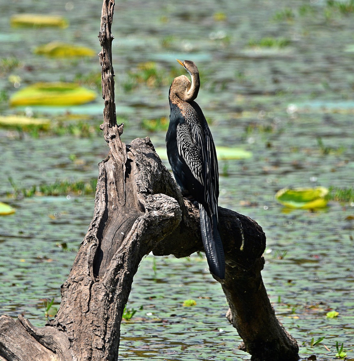 Oriental Darter - ML573644721