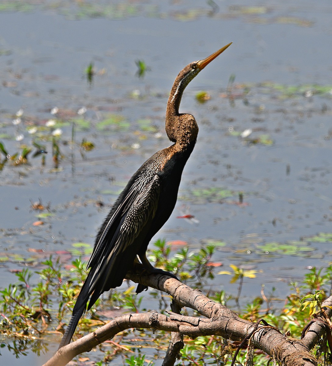 Oriental Darter - ML573644731