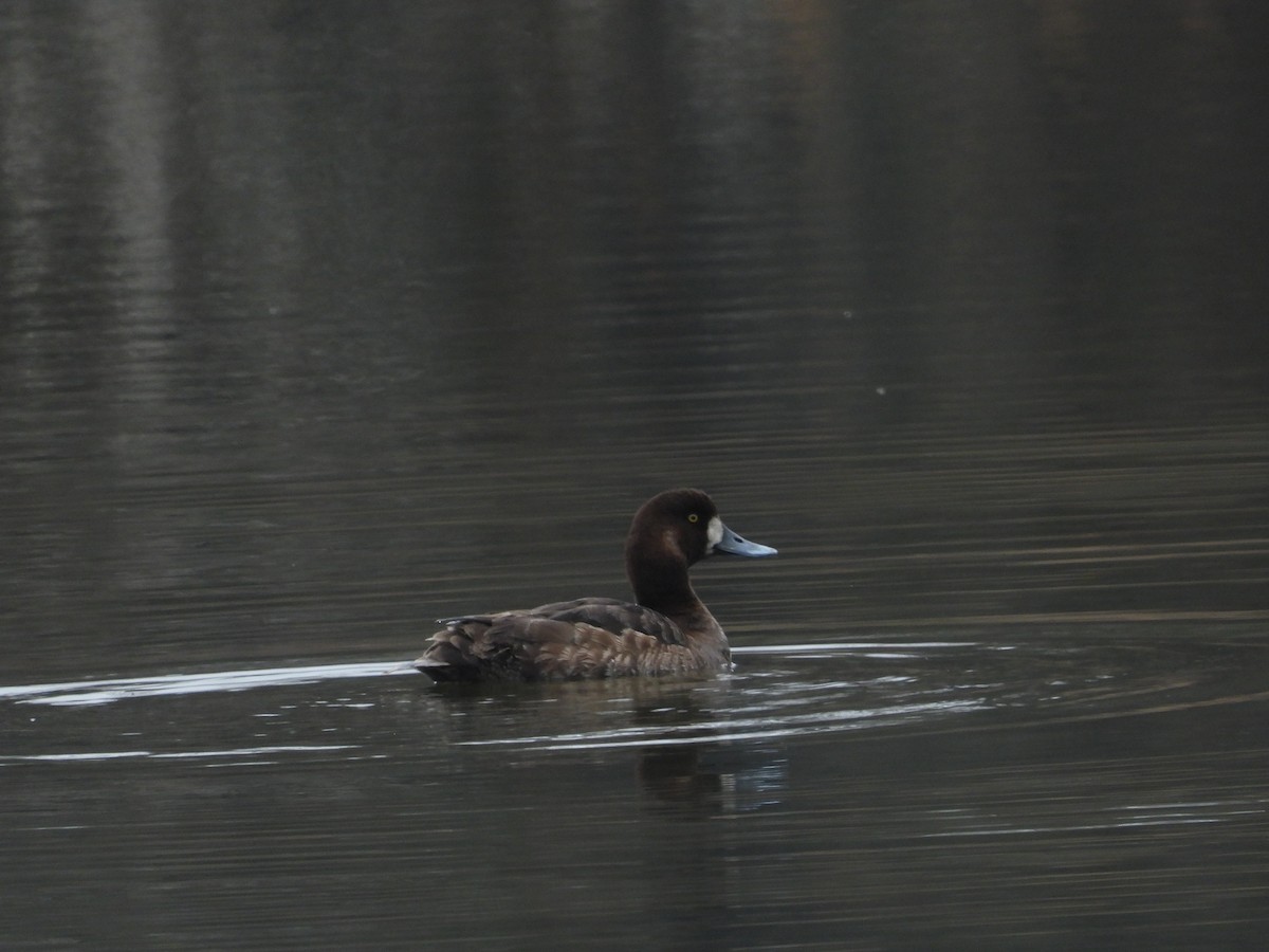 Greater Scaup - ML573644881