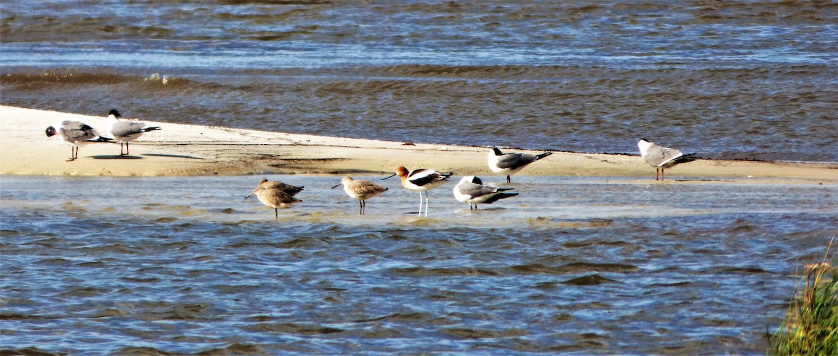 Avocette d'Amérique - ML57364541