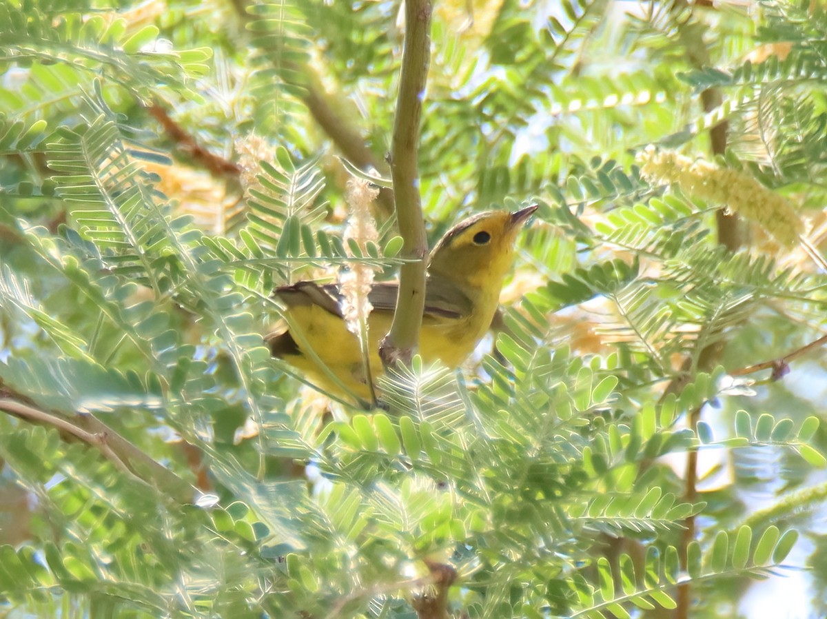 Wilson's Warbler - ML573645801