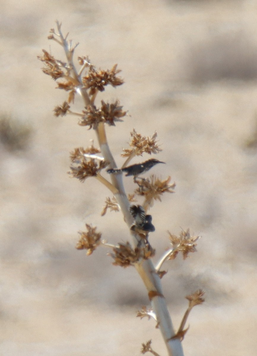Cactus Wren - ML573646281