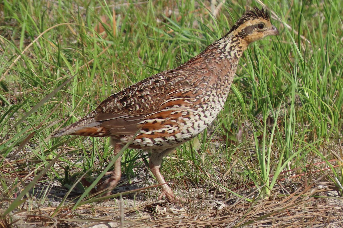 Northern Bobwhite (Eastern) - Tom Obrock