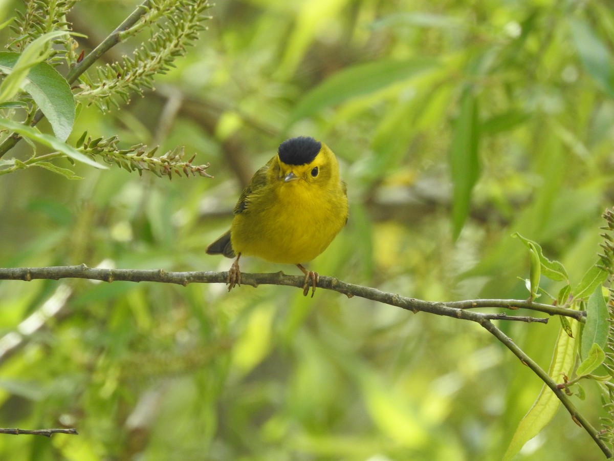 Wilson's Warbler - ML573648851