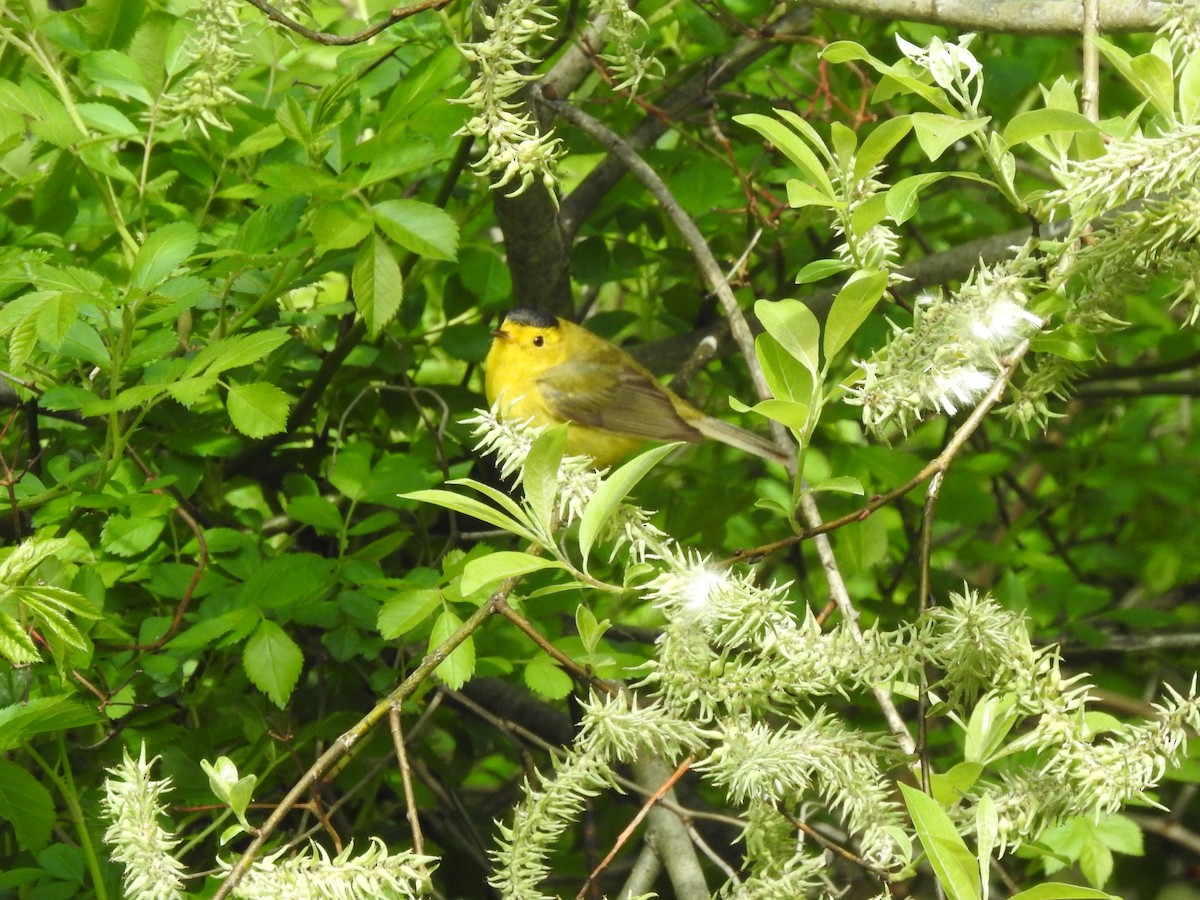 Wilson's Warbler - ML573649181