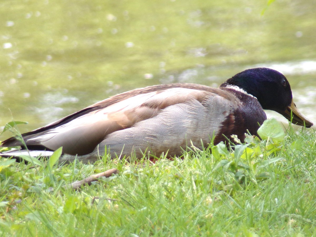 Mallard - ML573649821