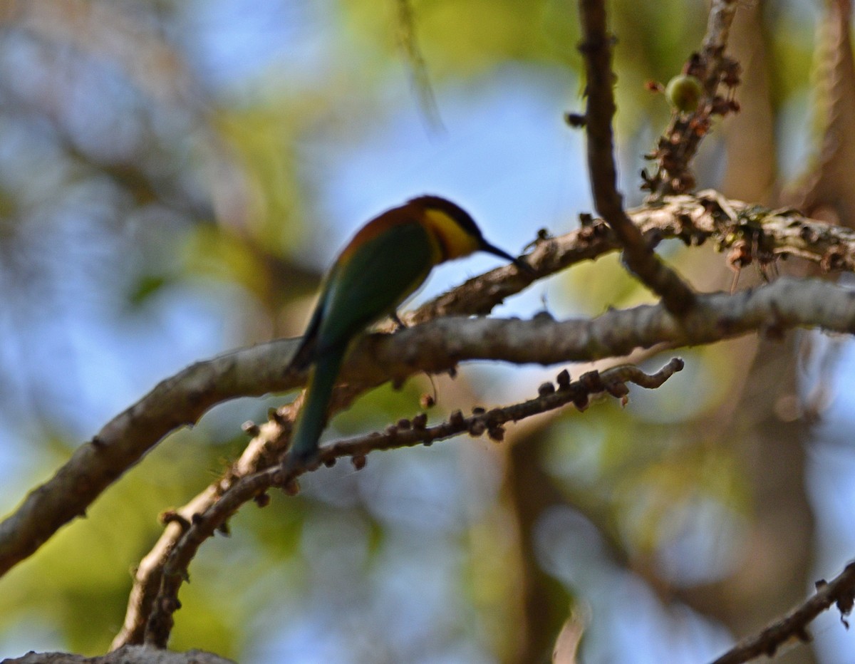 Chestnut-headed Bee-eater - Joao Freitas