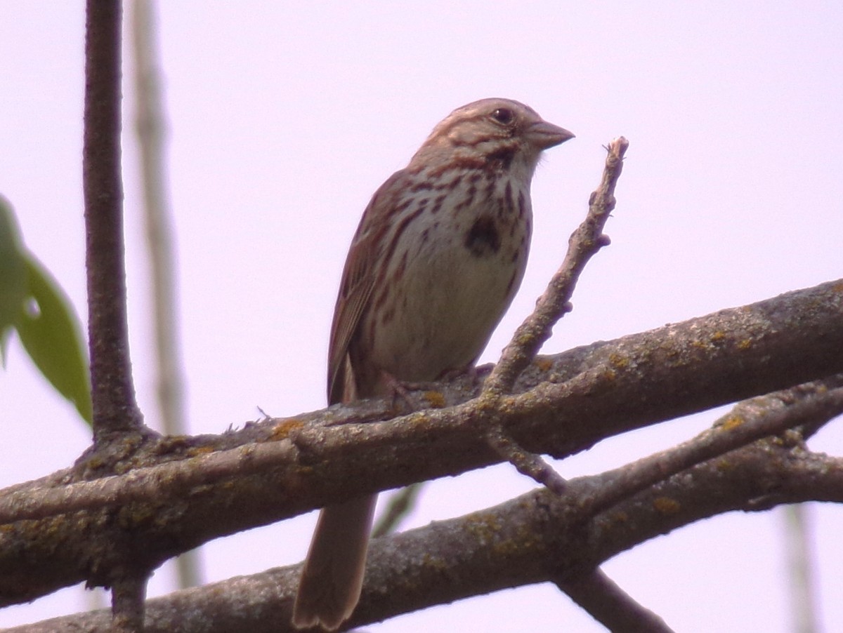 Song Sparrow - ML573650131
