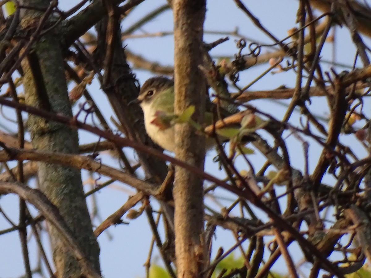 Blue-headed Vireo - ML573650881